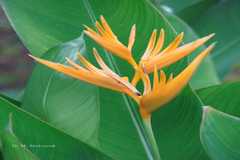 Heliconia psittacorum